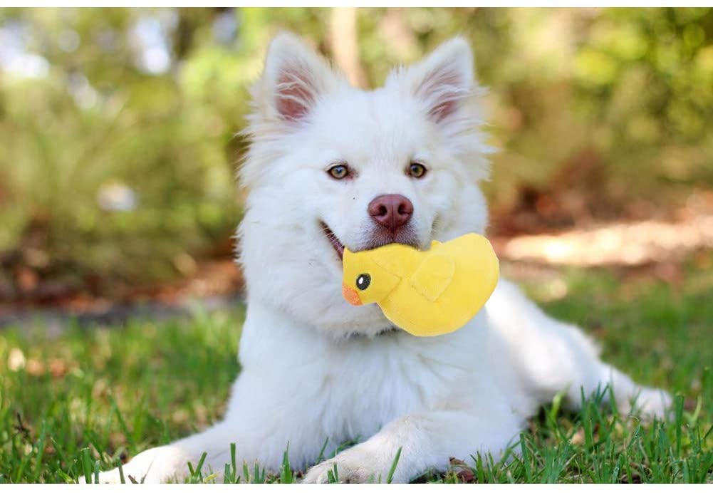 Senyoung - Brinquedos para cães e filhotes de mastigar - 12 unidades